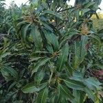 Mangifera indica পাতা