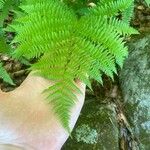Thelypteris noveboracensis Leaf