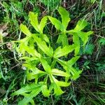 Heracleum sphondyliumLeaf