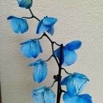 Phalaenopsis × singuliflora Õis