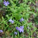 Trichostema dichotomum Kvet