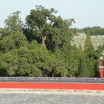 Juniperus chinensis Habitus