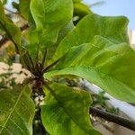 Terminalia catappa পাতা