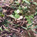 Anemonella thalictroides Flor