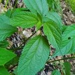 Boehmeria cylindrica Листок