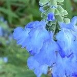 Salvia azurea 花