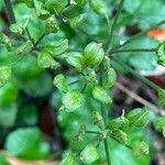 Chaerophyllum temulum Fruit