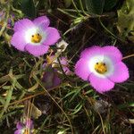 Linanthus dianthiflorus Flor