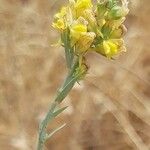 Linaria genistifolia Цвят