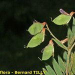 Vicia cassubica മറ്റ്