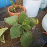 Plectranthus amboinicus Foglia