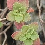 Aeonium goochiae Leaf