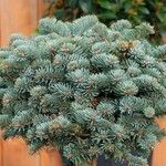 Abies procera Levél