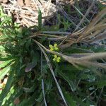 Erysimum repandum Habitus