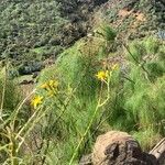 Sonchus leptocephalus Lapas