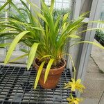 Cymbidium lowianum Costuma