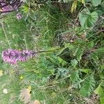 Pedicularis rostratospicata 形態