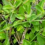 Veronica officinalis Leaf