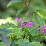 Oxalis debilis Květ