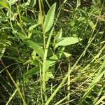 Helianthus pauciflorus Folla