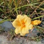 Hemerocallis lilioasphodelusŽiedas