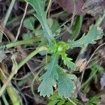 Mauranthemum paludosum Blatt