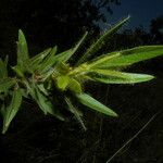 Eriosema crinitum Leaf