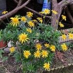 Euryops chrysanthemoides Floro