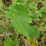 Abutilon grandiflorum Folla