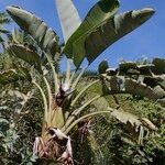 Strelitzia nicolai Συνήθη χαρακτηριστικά