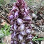 Himantoglossum robertianum Flower