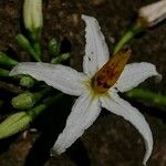 Solanum bahamense Virág