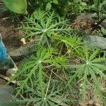 Jatropha multifida Leaf