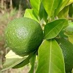 Citrus sinensis 果実