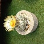 Astrophytum asteriasBlüte