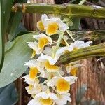 Dendrobium thyrsiflorum Flor