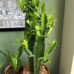 Euphorbia ingens List