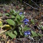 Scutellaria tuberosa Агульны выгляд