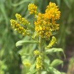 Solidago altissima Цветок