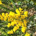 Acacia cultriformis Flower