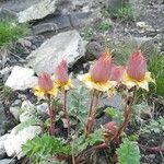 Geum reptans Flower
