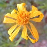 Haplopappus glutinosus Flower