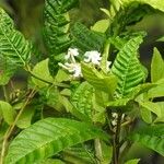 Bonafousia siphilitica Хабит