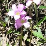 Oxalis argentina Vivejo