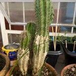 Cereus jamacaru List