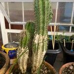 Cereus jamacaru Лист