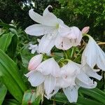 Crinum moorei Flower