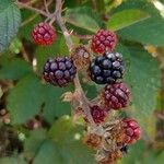 Rubus ulmifolius Fruit