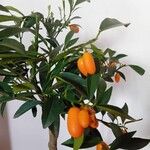 Fortunella japonica Frucht
