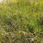 Carex leporina Habit